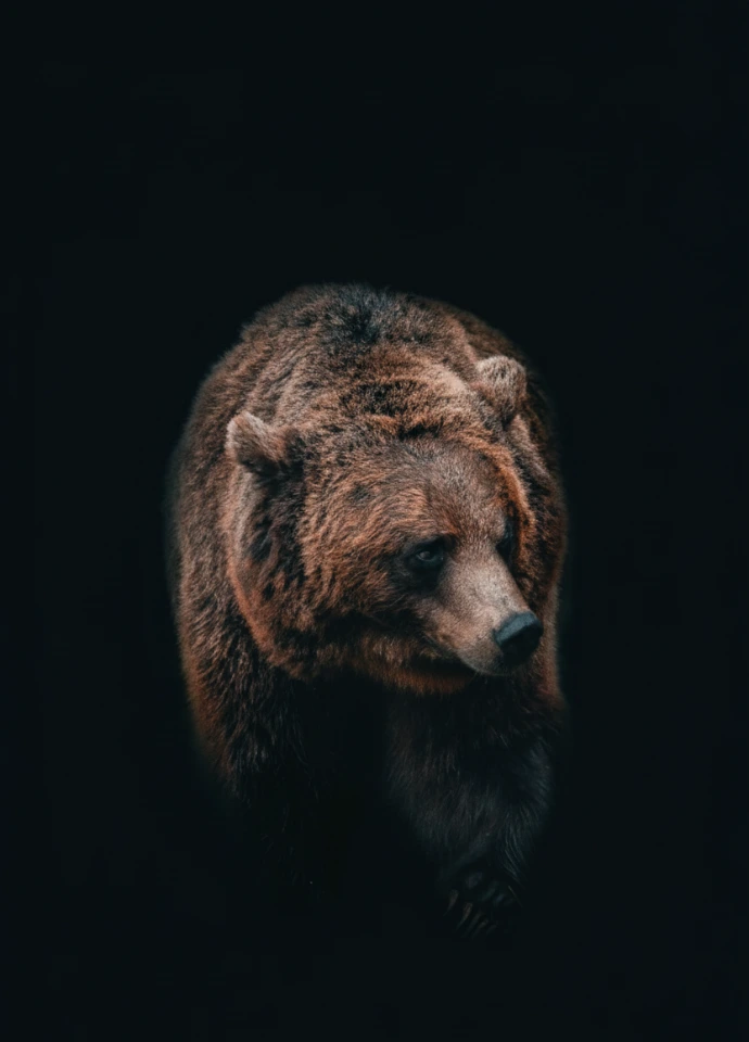 enm-partners-bear