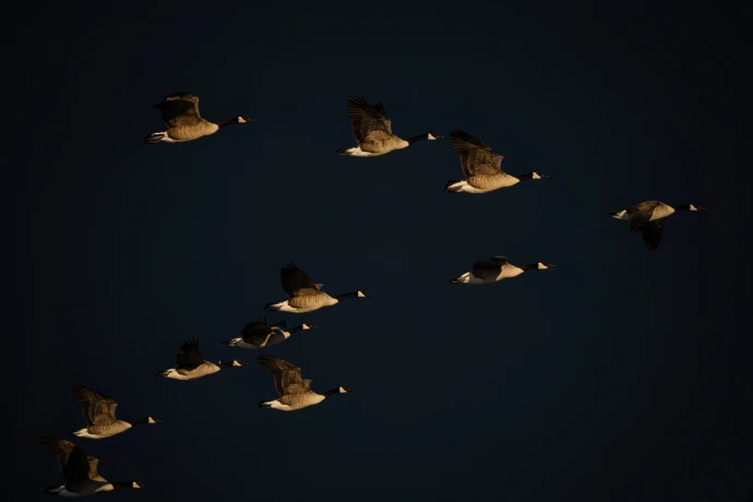 enm-partners-duck